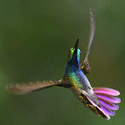 Green-breasted Mango