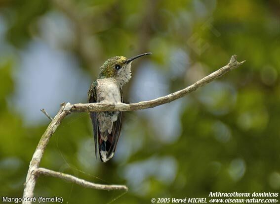 Antillean Mango