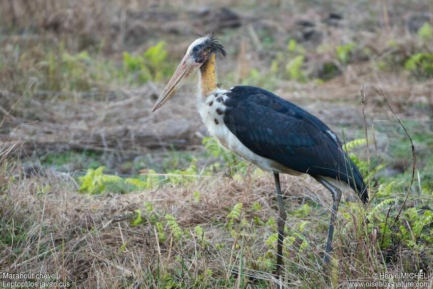 Lesser Adjutant