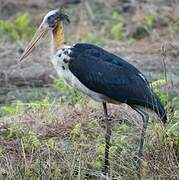 Lesser Adjutant