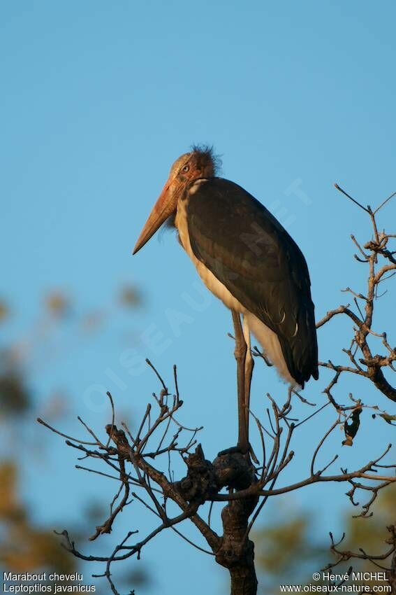 Lesser Adjutant