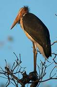 Lesser Adjutant