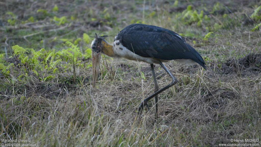 Lesser Adjutant