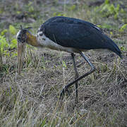 Lesser Adjutant