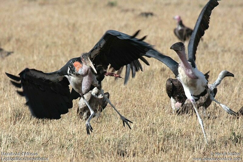 Marabou Storkadult