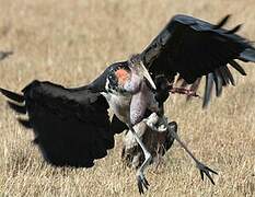 Marabou Stork