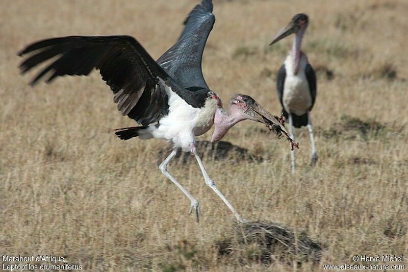 Marabou Stork