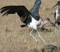 Marabou Stork