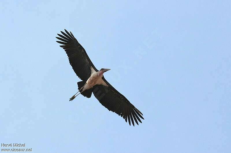 Marabou Storkadult, Flight