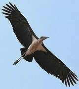 Marabou Stork