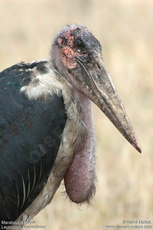 Marabou Storkadult