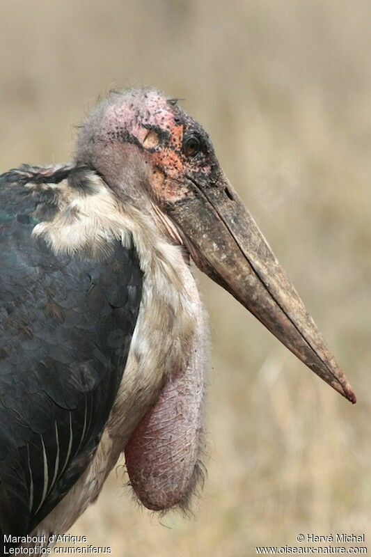 Marabou Storkadult