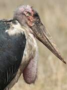 Marabou Stork