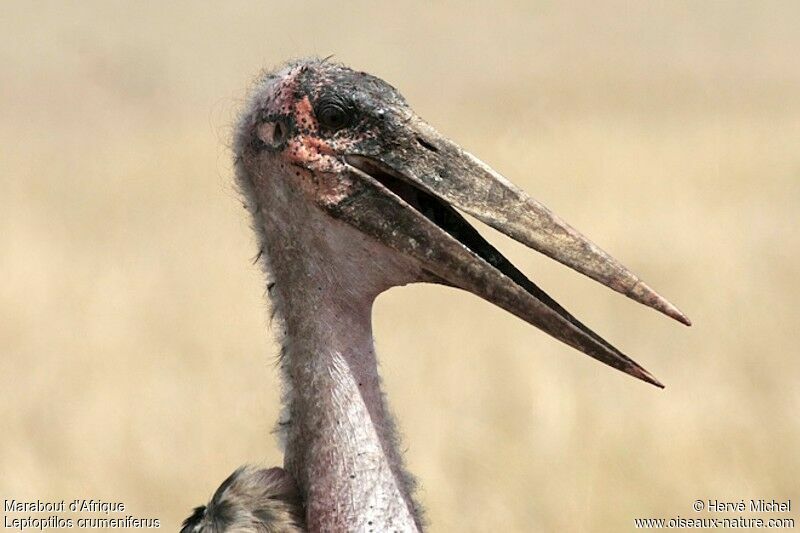 Marabou Stork