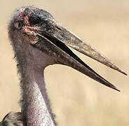 Marabou Stork