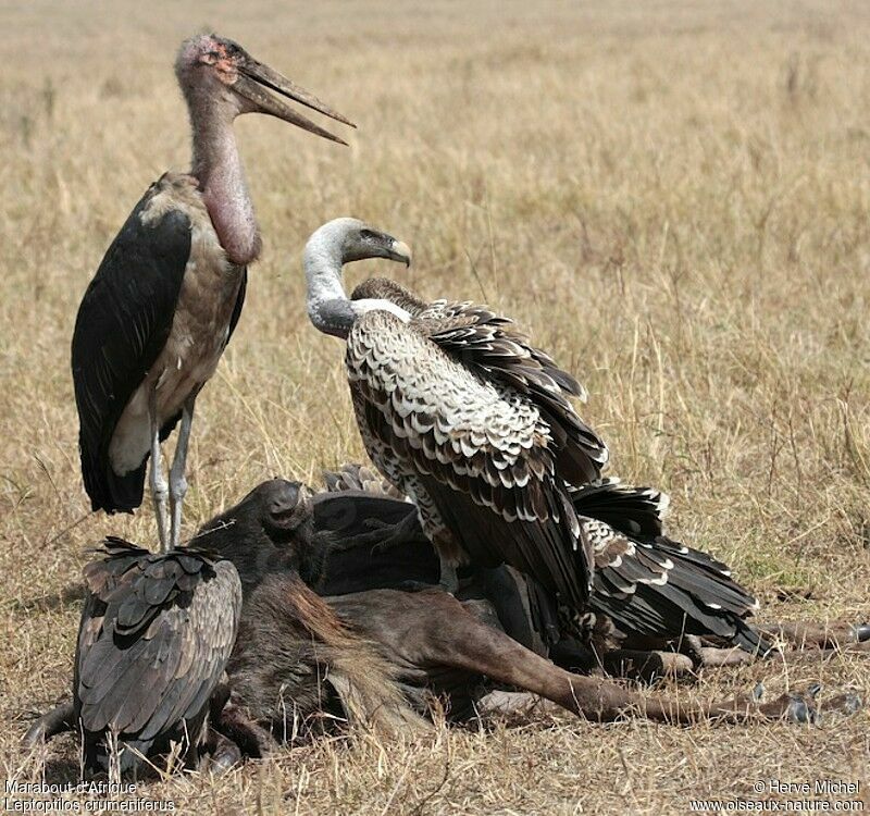 Marabou Stork