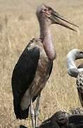 Marabou Stork