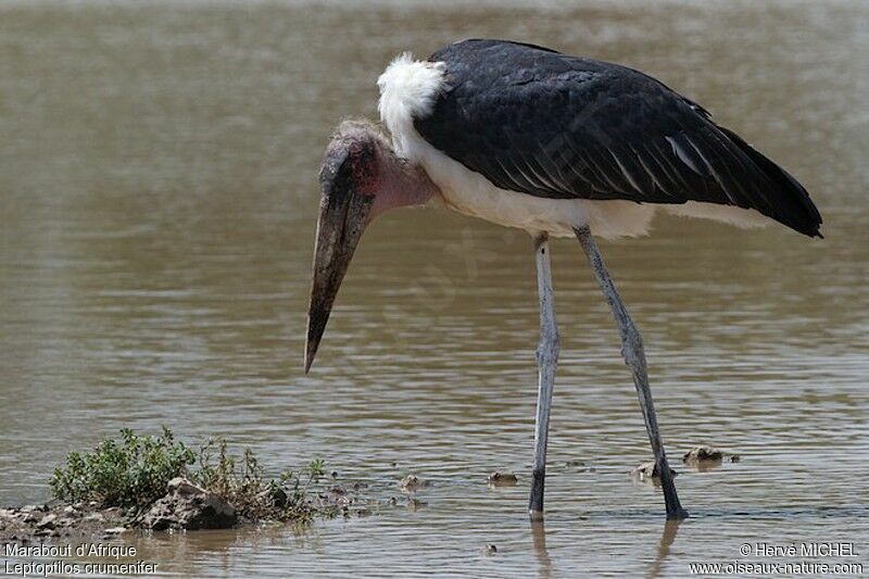 Marabou Storkadult