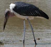 Marabou Stork