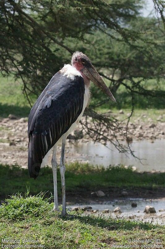 Marabou Storkadult