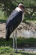 Marabou Stork