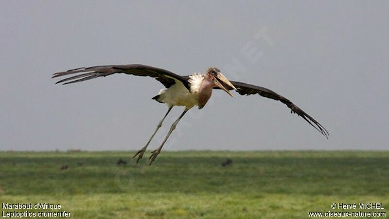 Marabou Storkadult