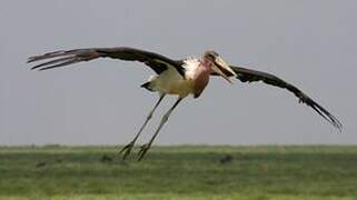 Marabou Stork