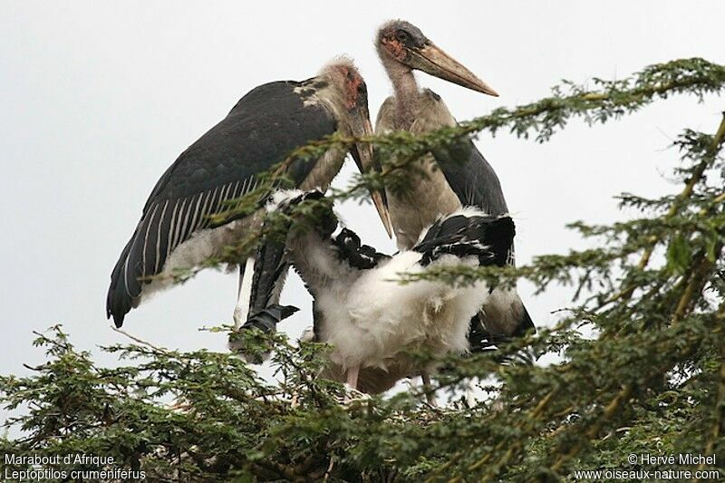 Marabou Stork