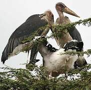 Marabou Stork