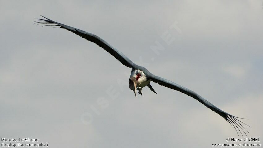 Marabou Stork