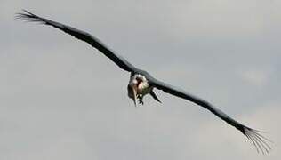 Marabou Stork