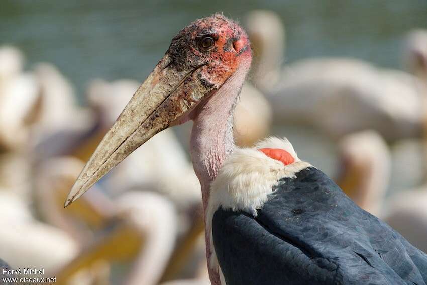 Marabou Storkadult, close-up portrait