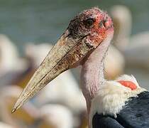 Marabou Stork