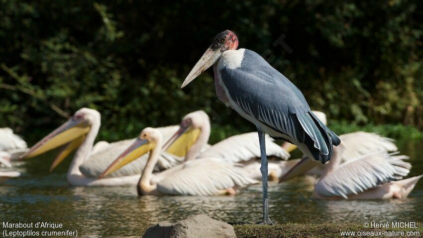 Marabou Stork