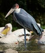 Marabou Stork