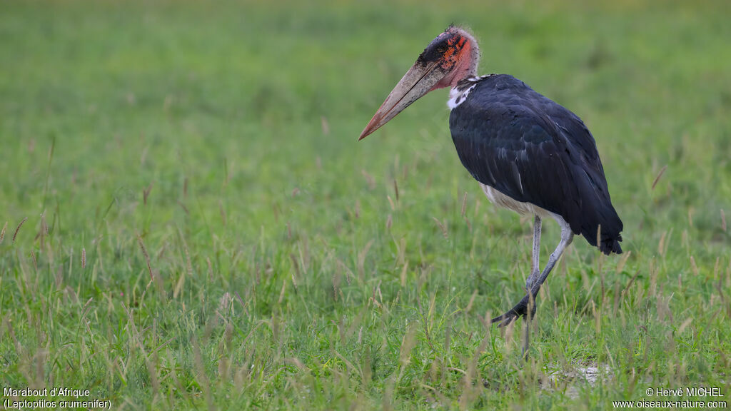 Marabou Stork
