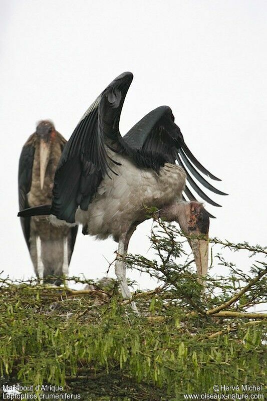 Marabou Storkadult