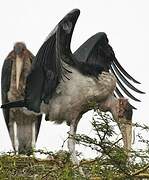 Marabou Stork