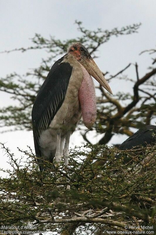 Marabou Storkadult