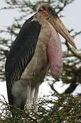 Marabou Stork