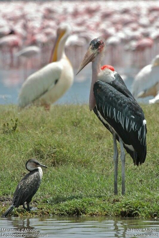 Marabou Storkadult