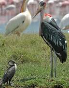 Marabou Stork