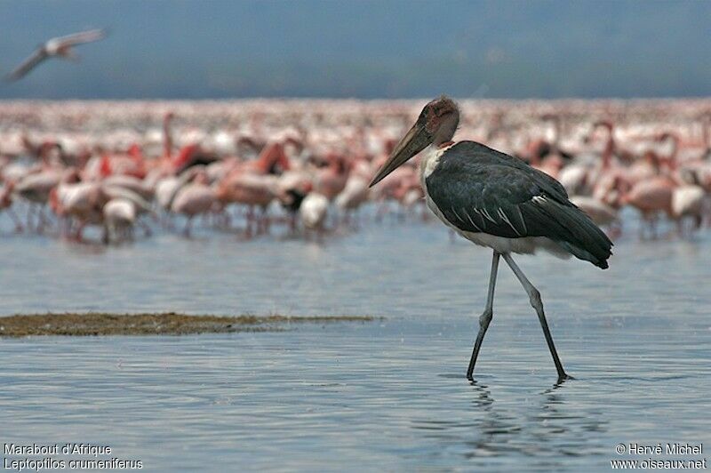 Marabou Stork