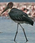 Marabou Stork