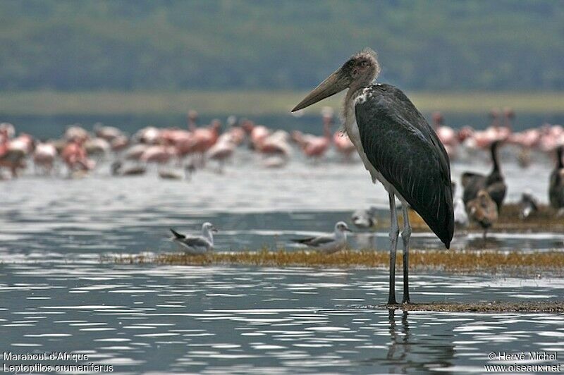 Marabou Stork