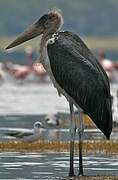 Marabou Stork