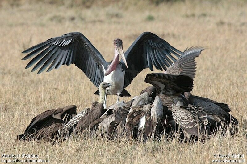 Marabou Stork