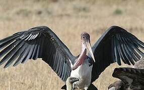 Marabou Stork