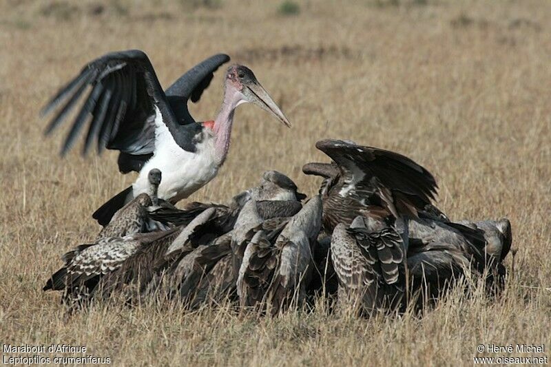 Marabou Storkadult