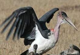 Marabou Stork